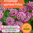 Астранция крупная Рубра