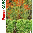 Укроп  Самоцвет