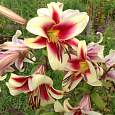 Лилия ОТ-гибрид Флавия