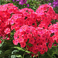 Флокс Метельчатый Фламенко