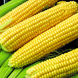 Кукуруза  Кубанский 