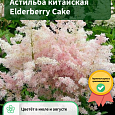 Астильба китайская Elderberry Cake Астильба китайская Elderberry Cake