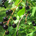 Черемуха кистевая Черный блеск Черемуха кистевая Черный блеск