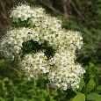 Спирея дубравколистная