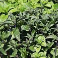 Мята перечная Black Mitcham
