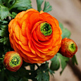 Лютик (Беквичия) Азиатский Orange