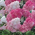 Гортензия метельчатая Ваниль Фрайз