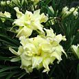 Лилейник гибридный Maymont Double Лилейник гибридный Maymont Double
