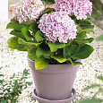 Гортензия крупнолистовая Пепперминт