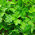 Петрушка Обыкновенная листовая