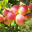 Абрикос обыкновенный Воронежский румяный