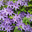 Клематис крупноцветковый Дети Варшавы