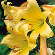 Лилия Golden Splendour Лилия Golden Splendour
