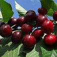 Черешня Ленинградская черная Черешня Ленинградская черная