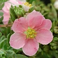 Лапчатка кустарниковая Ловели Пинк