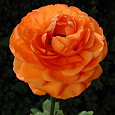 Лютик (Беквичия) Азиатский Orange