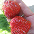 Земляника садовая Флюретт