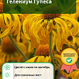 Гелениум Гупеса Гелениум Гупеса