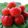 Земляника садовая Вима Ксима