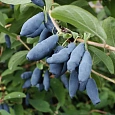 Жимолость съедобная Голубое веретено