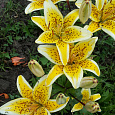 Лилия Yellow Electric Лилия Yellow Electric