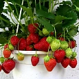 Земляника садовая Гирлянда Земляника садовая Гирлянда