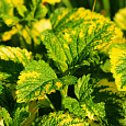 Мелисса (Лимонная мята) лекарственная Aureovariegata Мелисса (Лимонная мята) лекарственная Aureovariegata