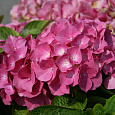 Гортензия крупнолистовая Розита