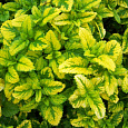 Мелисса (Лимонная мята) лекарственная Aureovariegata Мелисса (Лимонная мята) лекарственная Aureovariegata