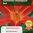 Лилейник гибридный Red