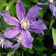 Клематис ботанический Арабелла