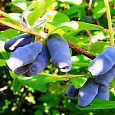 Жимолость съедобная Голубое веретено
