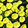Бархатцы отклоненные Лимонная капля