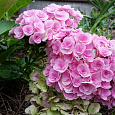 Гортензия крупнолистная You & Me Forever