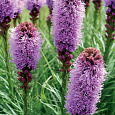 Лиатрис колосковый Лиатрис колосковый