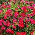 Пеларгония плющелистная Рич Аут Ред