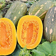 Тыква мускатная Витаминная Тыква мускатная Витаминная